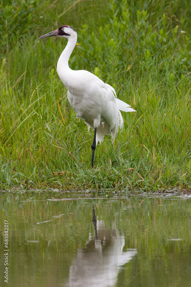 adult whooping crane standing at edge of pond adult whooping crane standing at edge of pond