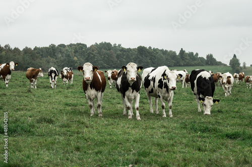 A herd of cows standing in the field, Sumava mountains, Czech republic