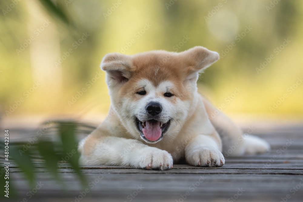 Small akita inu puppy dog resting on a wooden bridge on a bright sunny summer day Small akita inu puppy dog resting on a wooden bridge on a bright sunny summer day