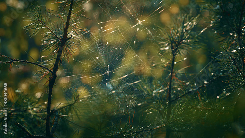 Spider cobweb on pine needles in meditative sunny woods.