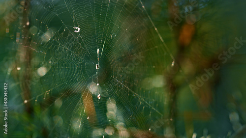 Wild insect sitting cobweb in green summer season sunlight forest woods.