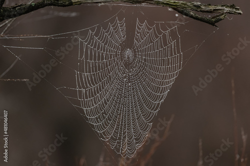 Spiderweb with waterdrops in Camargue, France