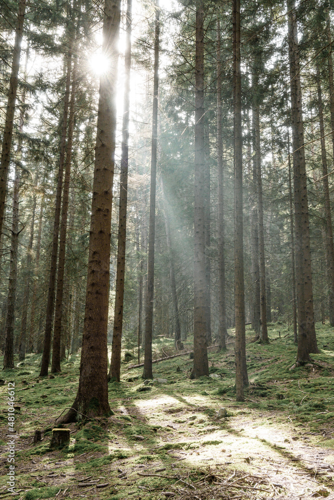 Fototapeta premium Sunbeams in the forest in Sumava national park, Czech republic
