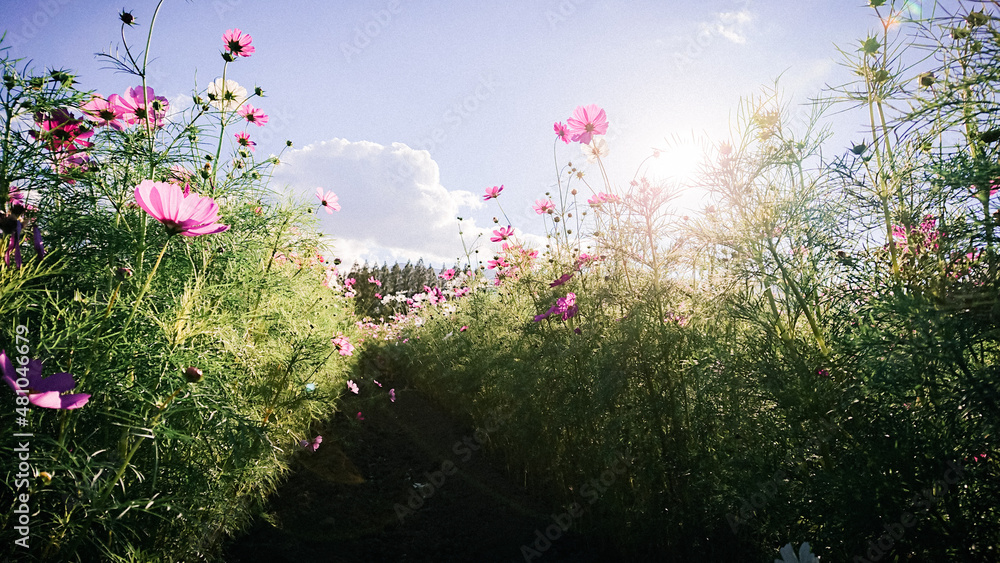 Obraz premium Cosmos flowers on the Ikoma Plateau, Kobayashi City, Miyazaki Prefecture