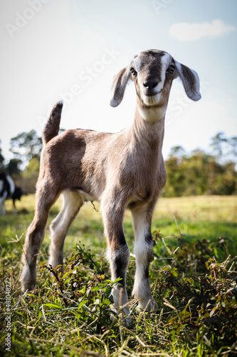 Newborn baby goat (kid)