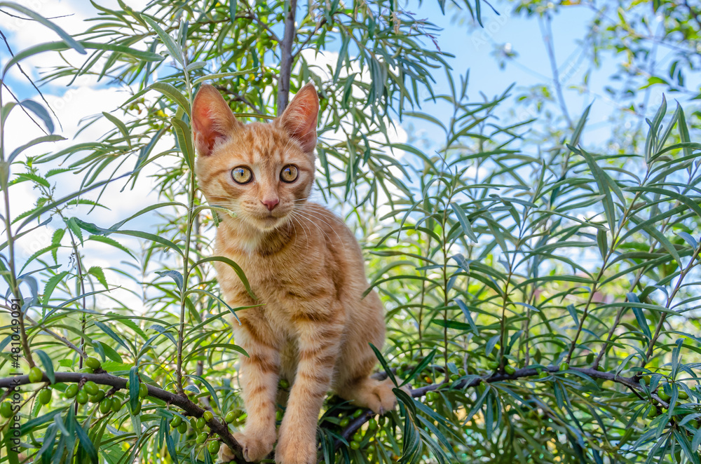 a beautiful red striped kitten warily looks ahead