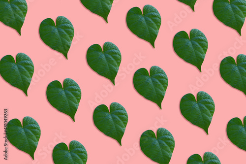 Heart shaped leaves on pink background. Creative Valentines Day background concept.
