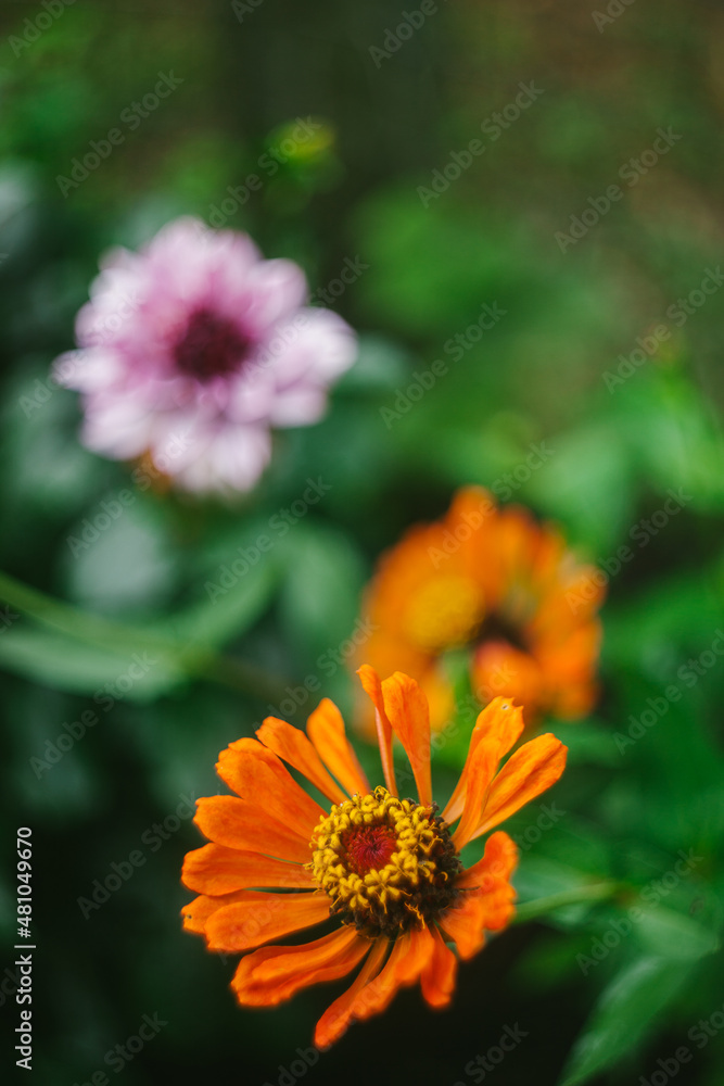 Orange Zinnia Flowers Grow in the Garden Orange Zinnia Flowers Grow in the Garden