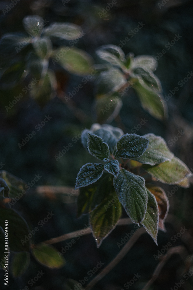 Frost Covered Leaves in the Garden Frost Covered Leaves in the Garden