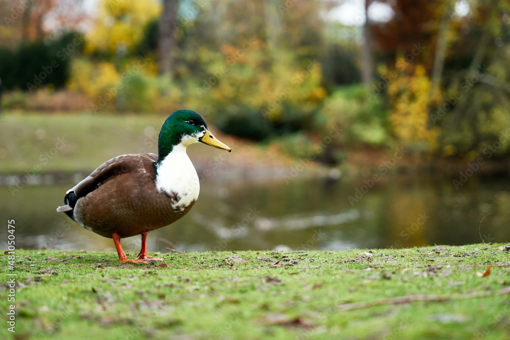 Fototapeta premium Duck in a park with a pound in background. 