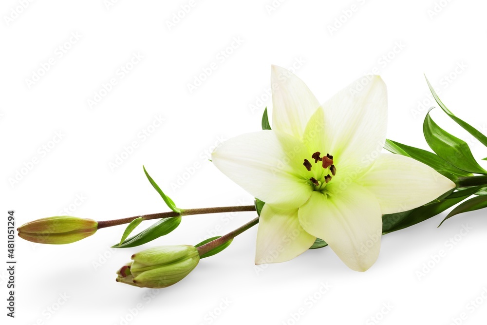 Naklejka premium Easter white lilies with green leaf