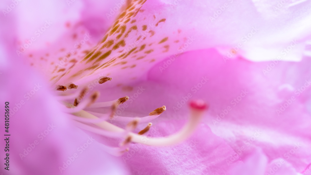 Delicate Stamen of Rhododendron Blooming in the Appalachian Spring Delicate Stamen of Rhododendron Blooming in the Appalachian Spring