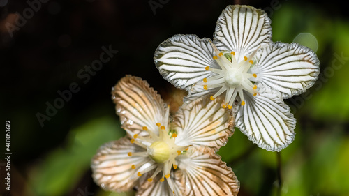 Close Look at the Petals of a Delicate White Bog Star © rck