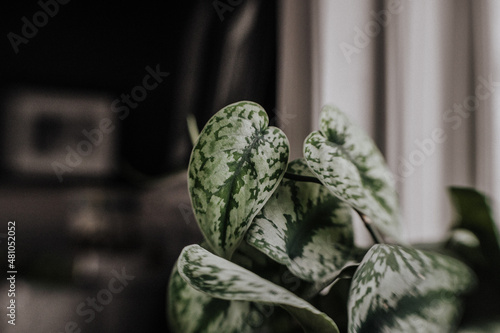 variegated leaf pattern scindapsus exotica on a windowsill photo