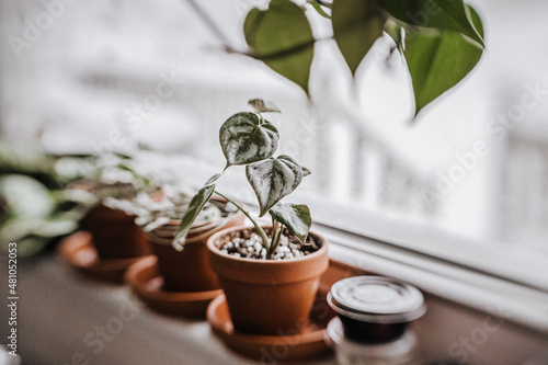 small philodendron brandtianum in a terracotta pot on the windowsill photo