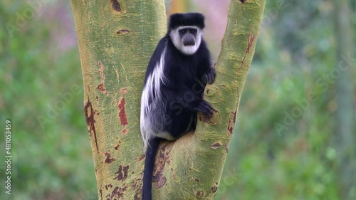 Black-and-white colobus or colobi - Colobus guereza, monkey native to Africa, related to red colobus monkey of Piliocolobus, long tail, female with young child cub on the tree in Kenya. photo