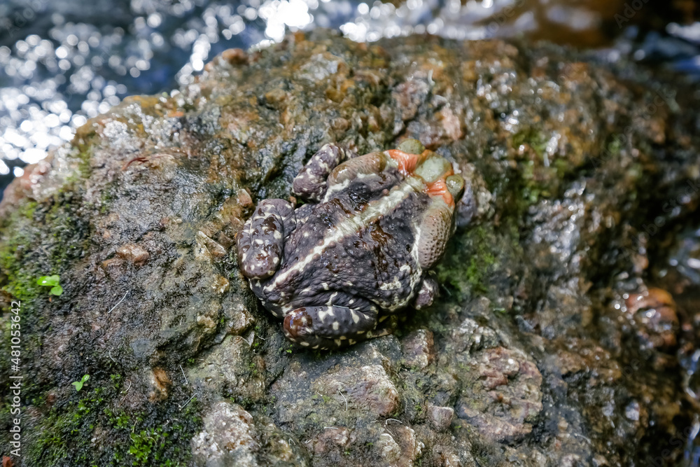 Curururu frog at the waterfall preparing to feed on insects.
Curururu frog at the waterfall preparing to feed on insects.