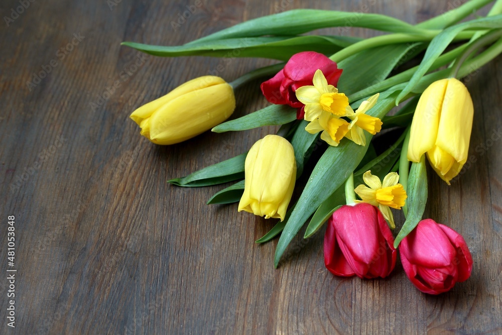 spring flowers - red and yellow tulips, daffodils on a dark background. copy Space, spring flowers - red and yellow tulips, daffodils on a dark background. copy Space,
