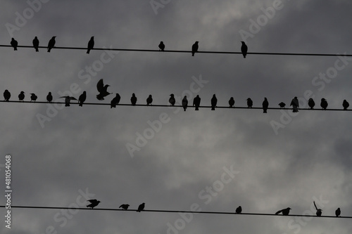 A flock of starlings perches on some power lines in a cloudy day