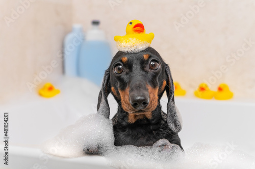 Toy ducks for bathing are scattered around tub, one is on head of dachshund bathing in foam. On side of tub there are plastic bottles of shower cosmetics with empty templates for advertising labels.