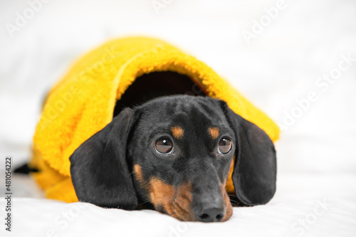 Sad or tired dachshund puppy in bright yellow terry bathrobe lies on white bed linen, front view, copy space for advertising. Lovely pet after taking shower. Daily hygiene procedures.