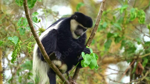 Black-and-white colobus or colobi - Colobus guereza, monkey native to Africa, related to red colobus monkey of Piliocolobus, long tail, female with young child cub on the tree in Kenya. photo