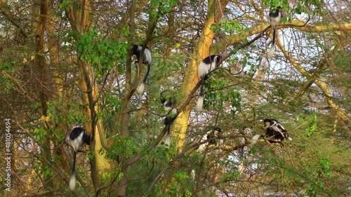 Black-and-white colobus or colobi - Colobus guereza, monkey native to Africa, related to red colobus monkey of Piliocolobus, long tail, herd of black and white monkeys on the tree in Kenya. photo