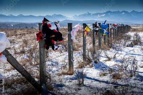 Barbed wire fence posts with teddy bears attached at a Every Child Matters display near Morley Alberta Canada photo