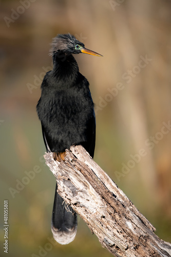 Anhinga in Florida 