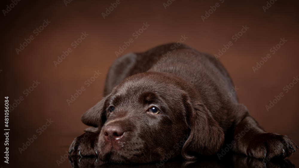Fototapeta premium chocolate labrador retriever puppy portrait.