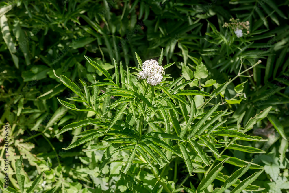 The medicinal herbs Dwarf elder (Sambucus ebulus) close-up The medicinal herbs Dwarf elder (Sambucus ebulus) close-up