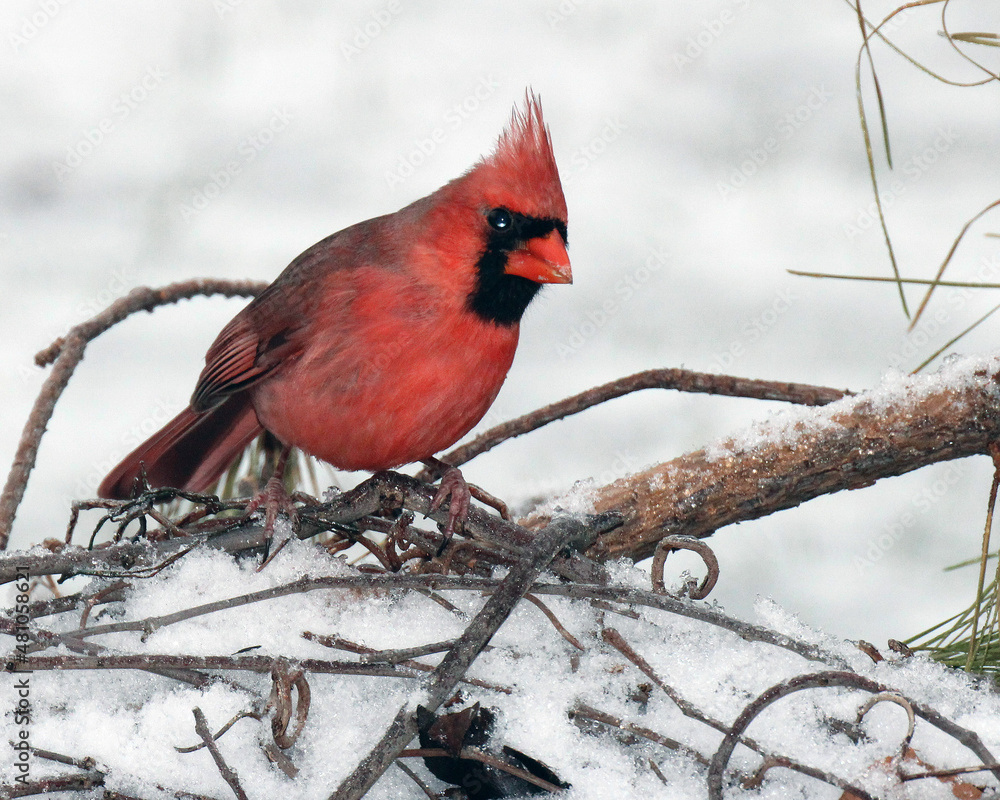 Naklejka Northern Cardinal