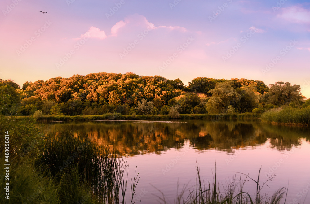 Obraz premium Beautiful autumn sunset landscape with a seagull hovering in the sky above the pond reflecting blue sky white pink clouds and yellow green forest trees across the pond