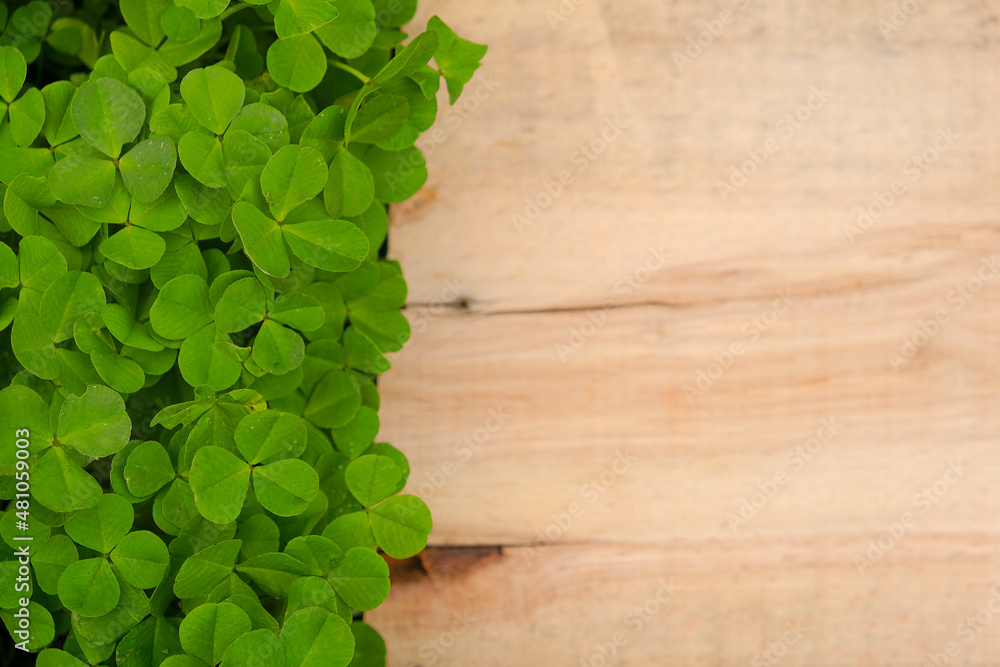 Saint Patrick holiday.Wooden board in clover leaves. Wooden blank background and clover plants.Four-leaf clover. Good luck symbol.St.Patrick 's Day.Symbol of Irish culture. Saint Patrick holiday.Wooden board in clover leaves. Wooden blank background and clover plants.Four-leaf clover. Good luck symbol.St.Patrick 's Day.Symbol of Irish culture.