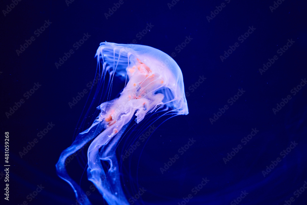 jellyfish in the sea jellyfish in the sea