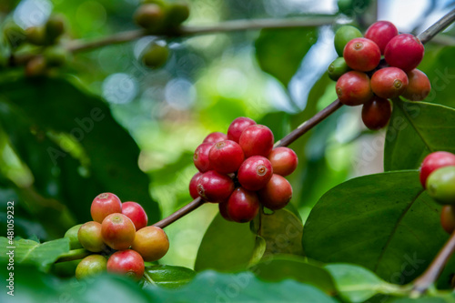 Fototapeta Naklejka Na Ścianę i Meble -  Coffee beans ripening, fresh coffee,red berry branch, industry agriculture on tree in thailand.