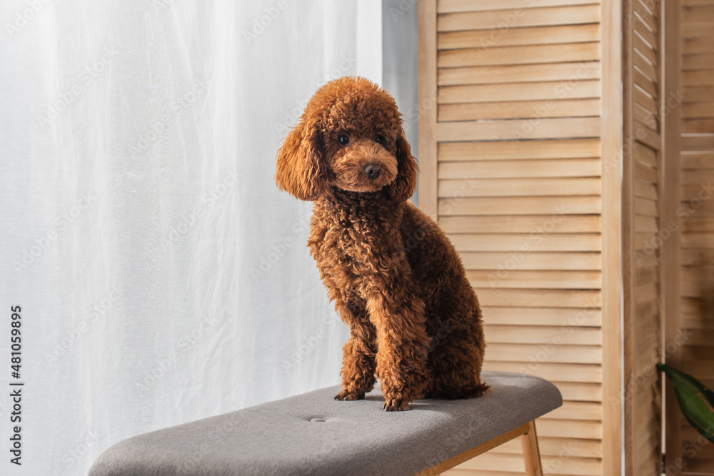 brown poodle sitting on comfortable pouf bench in apartment.