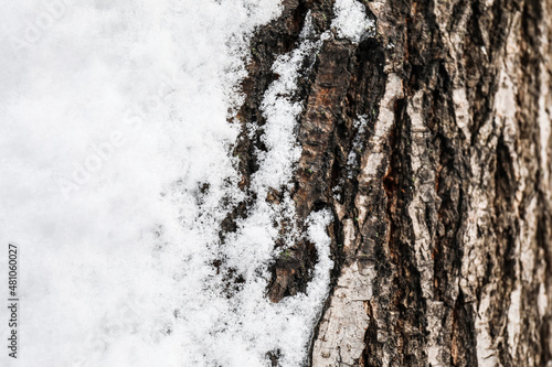 Tree trunk covered with snow