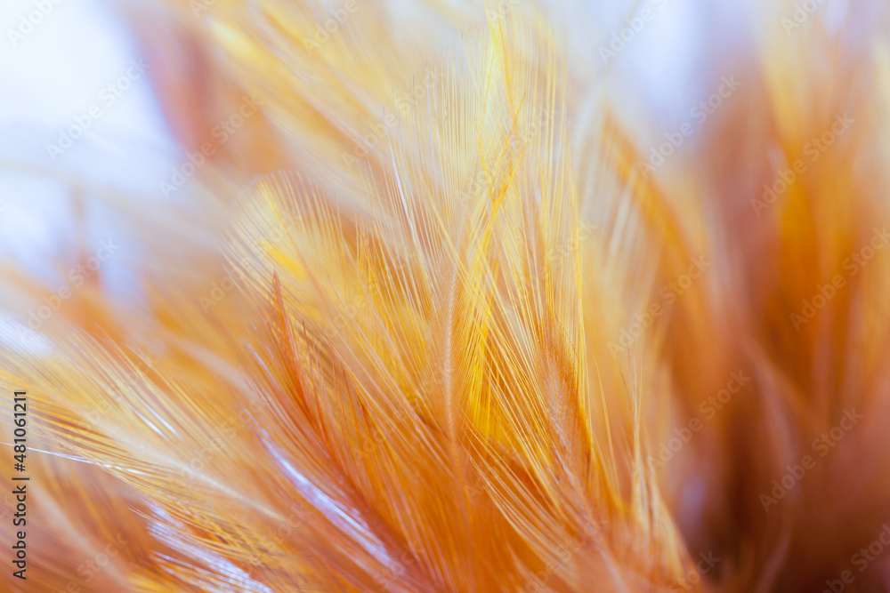 Premium Photo  Green chickens feather texture abstract for background,  soft focus and blur style