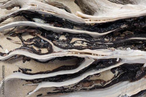 Wallpaper Mural Looking down at weathered roots of a dead tree on a sandy beach Torontodigital.ca