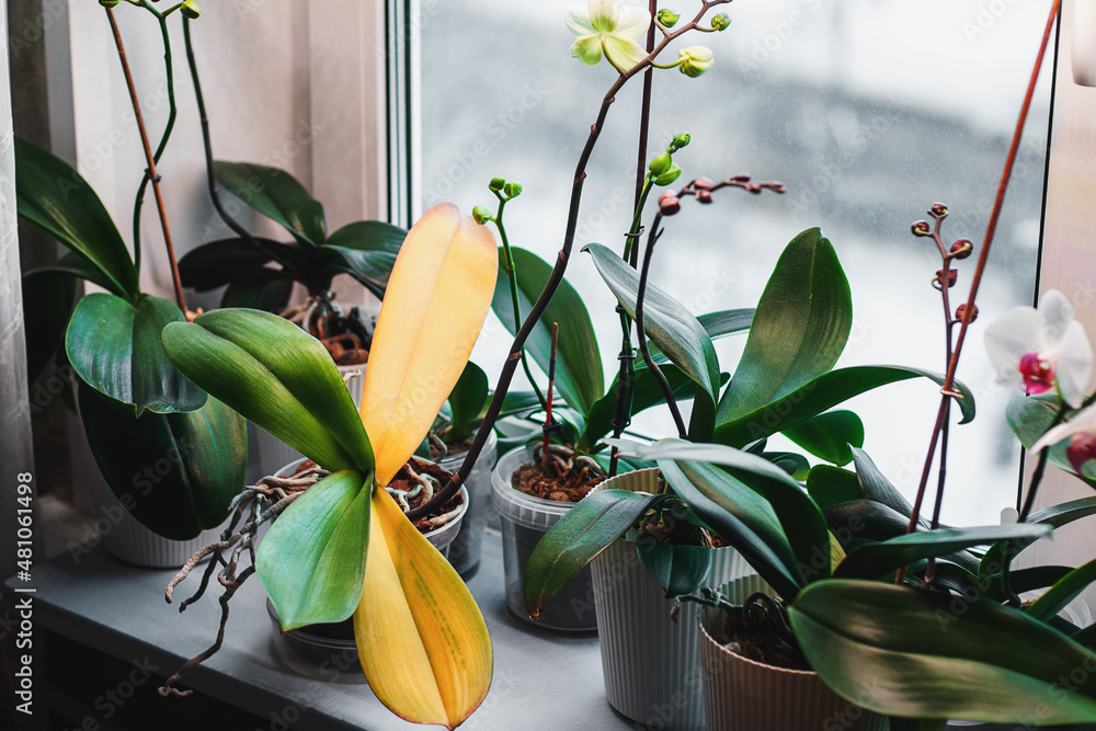 Phalaenopsis orchid leaves turning yellow due to root rot - obrazy, fototapety, plakaty 