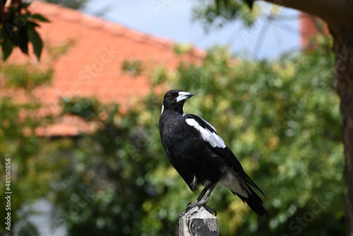 Fotografie Regal-looking Australian magpie perched atop a wooden fence post, with its head