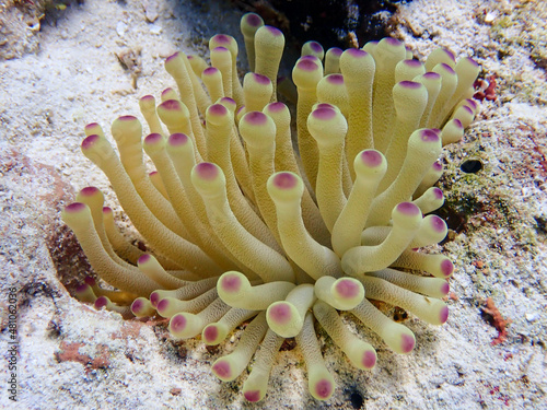 Fototapeta Pink tip condy anemone in Florida Keys