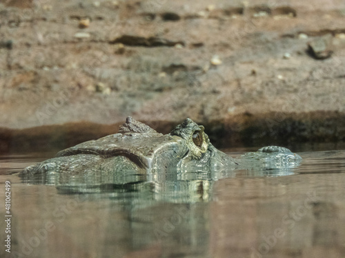 Angles of an alligator in the aquarium of Balneário Camboriú