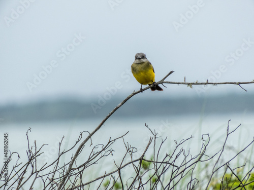 Suiriri on top of a branch in Ilha do Mel
