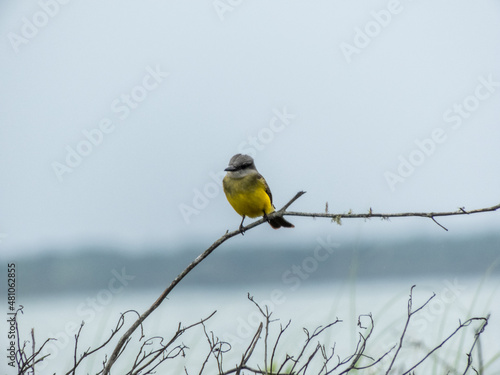 Suiriri on top of a branch in Ilha do Mel