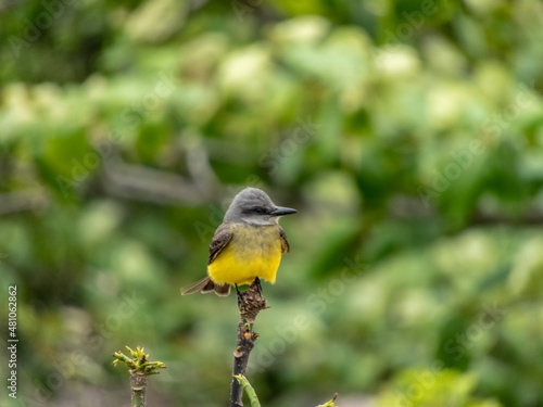 Suiriri on top of a branch in Ilha do Mel