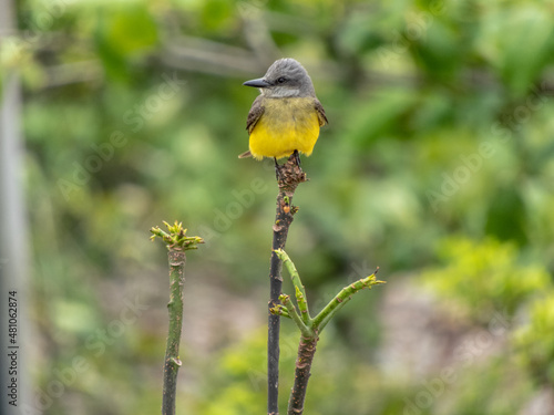 Suiriri on top of a branch in Ilha do Mel