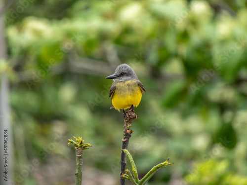 Suiriri on top of a branch in Ilha do Mel