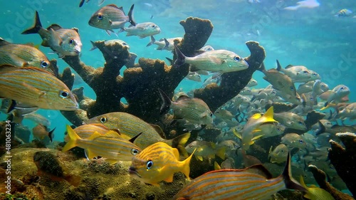 Underwater scenery with a school of fish among the corals at coral reef of the Bocas del Toro, Panama. Species include bluestriped grunt (Haemulon sciurus), doctorfish (Acanthurus chirurgus), snapper. photo